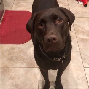 Meet your Posher, Brandi